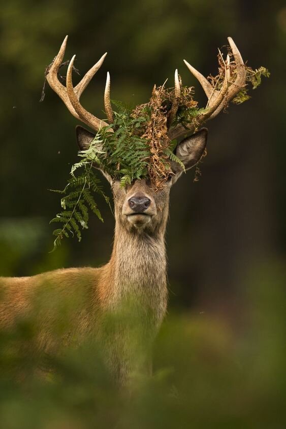 Фото взято из Pinterest