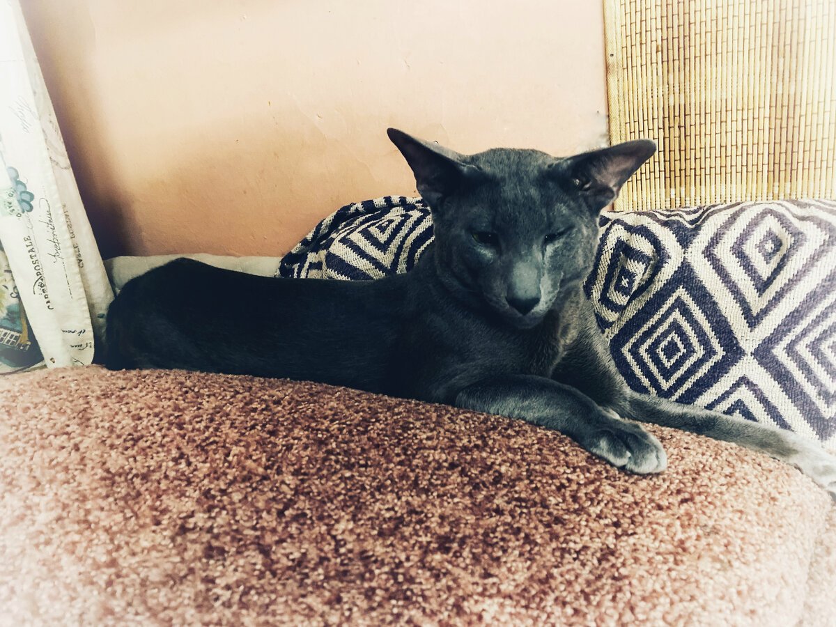 Киселька, приходит в себя после операции