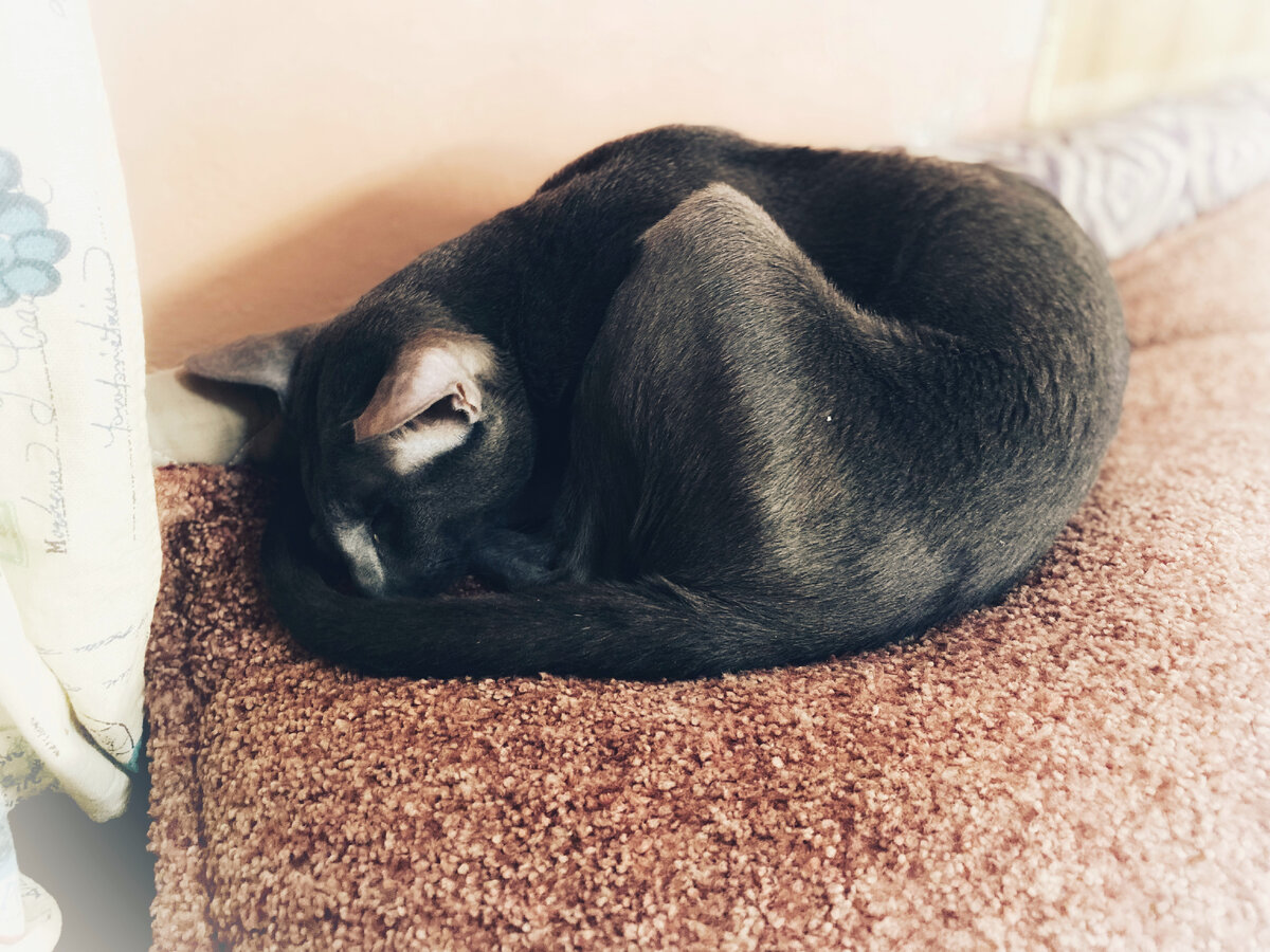 Отсыпается. Сон - это почти также классное как еда, только бесплатно.