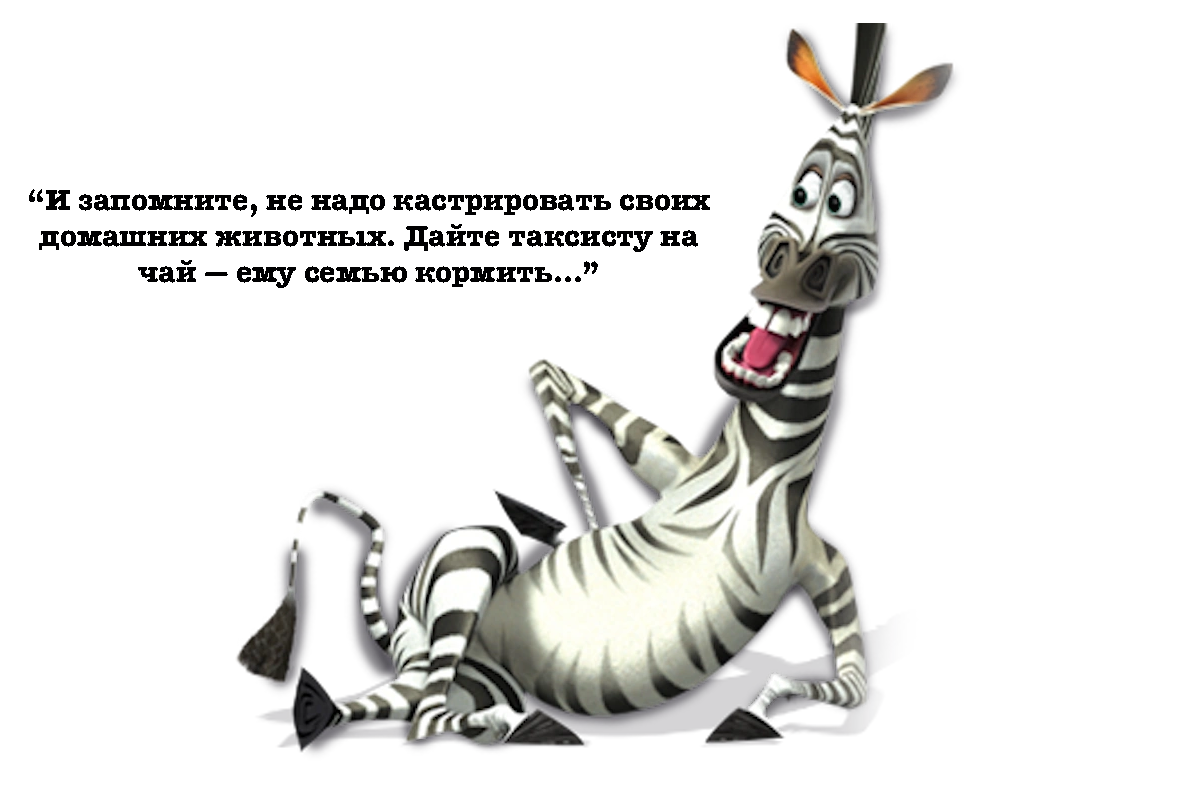 Зебра Марти. Мультфильм "Мадагаскар"