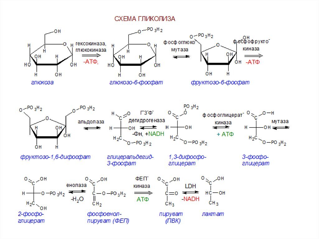 Гликолиз схема с ферментами