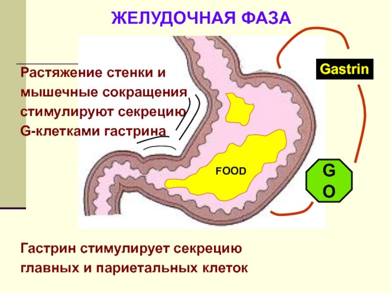 Стимулированная секреция желудка. Пищеварение в желудке фазы секреции. Желудочная фаза желудочной секреции схема. Гастрин и секретин. Кишечная фаза секреции желудочного сока.