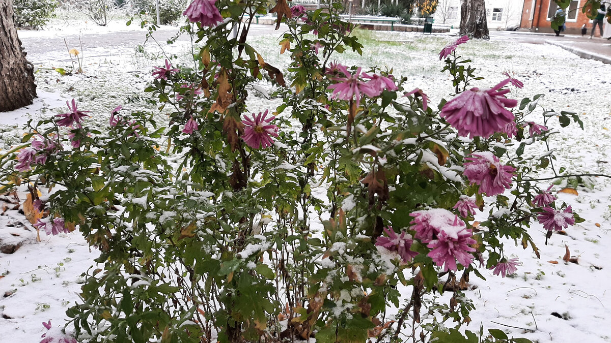 фото автора Цветы в ледяном плену