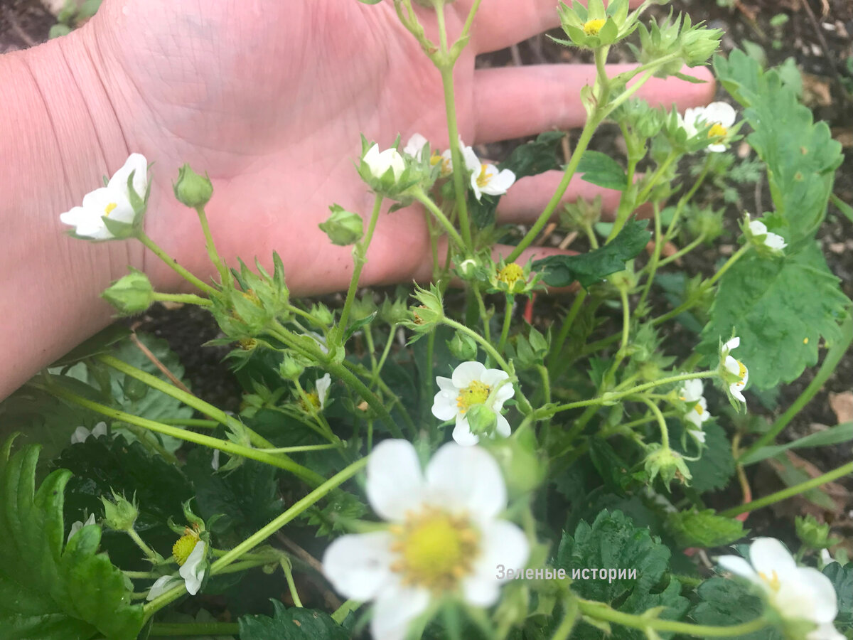 Вот такое количество цветоносов