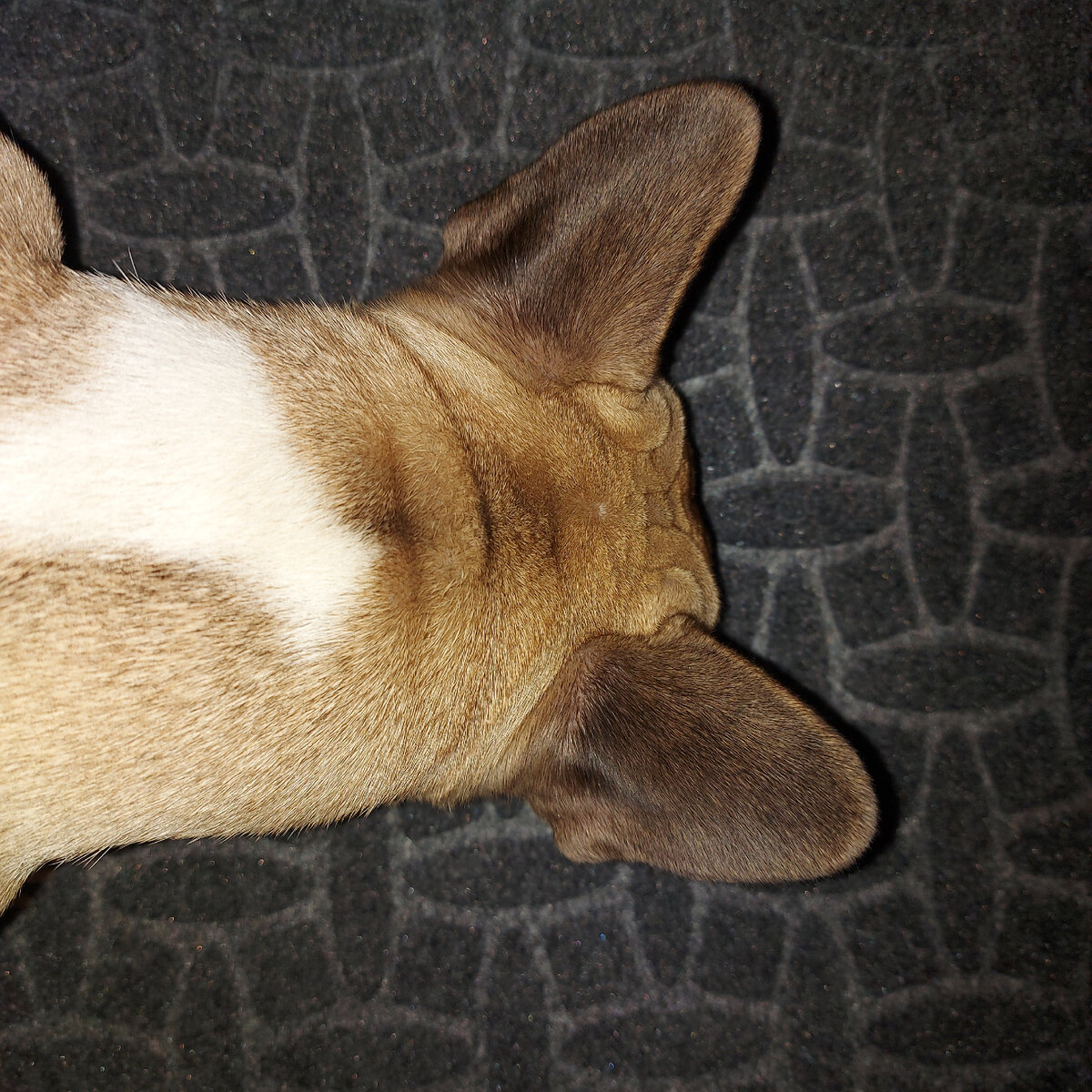 Собака изучает коврик