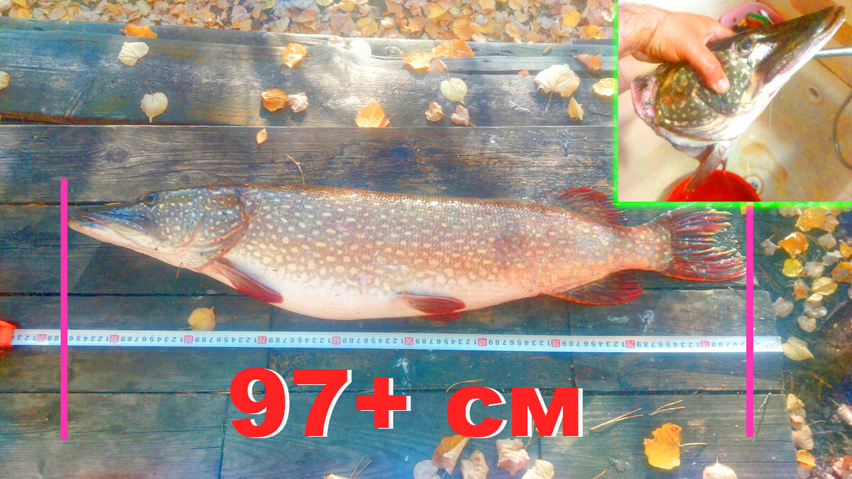 Щука - вес около 7 кг., длин около 1 м. Коллаж автора.