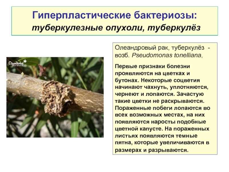 бактериальные и грибные болезни. болезни вызываемые бактериями у растений. бактериальные заболевания растений. бактерии вызывающие заболевания растений. бактериальные болезни растений.