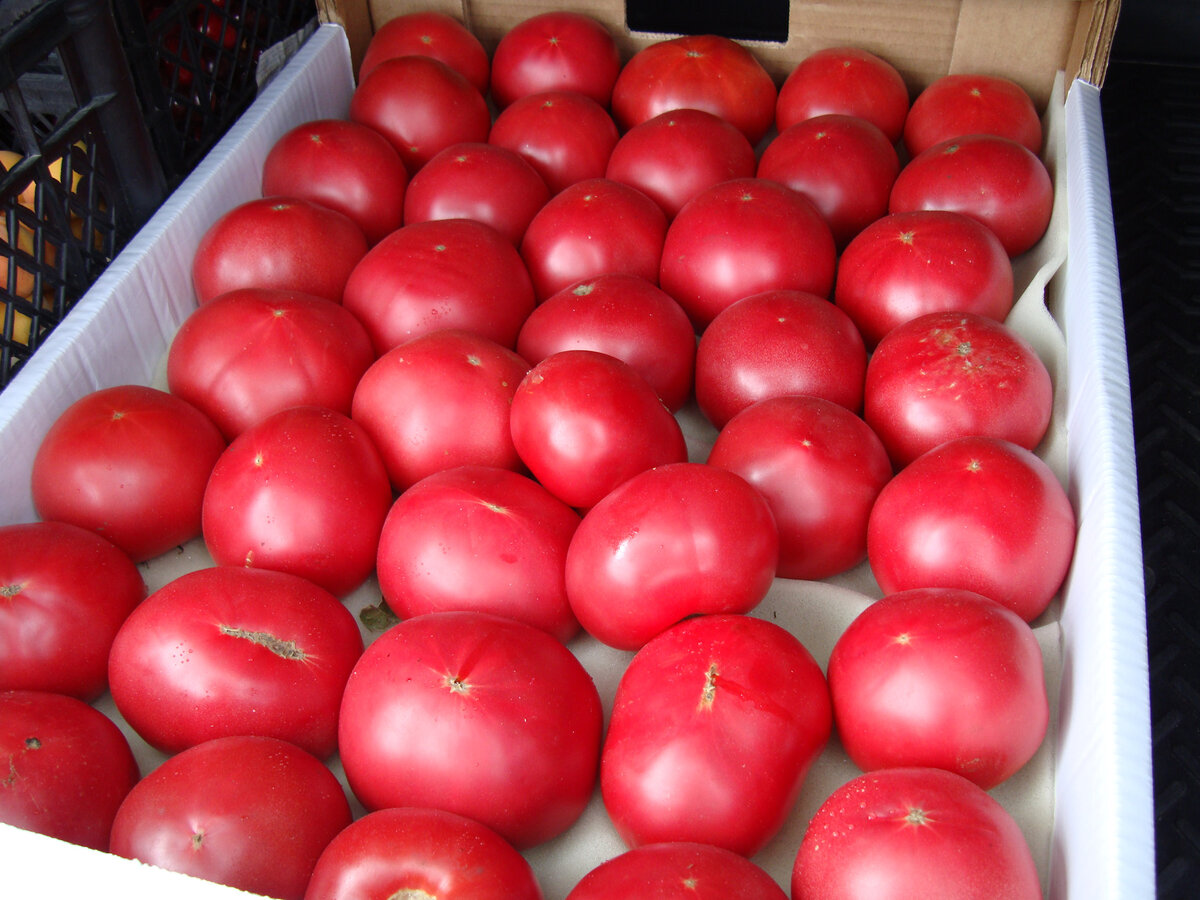 Дагестанские помидоры в белой коробке