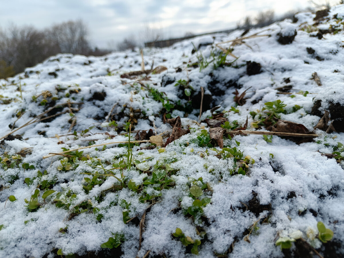 Миленько не правда ли? Чудной ноябрь на Амурской земле был пару дней назад... 