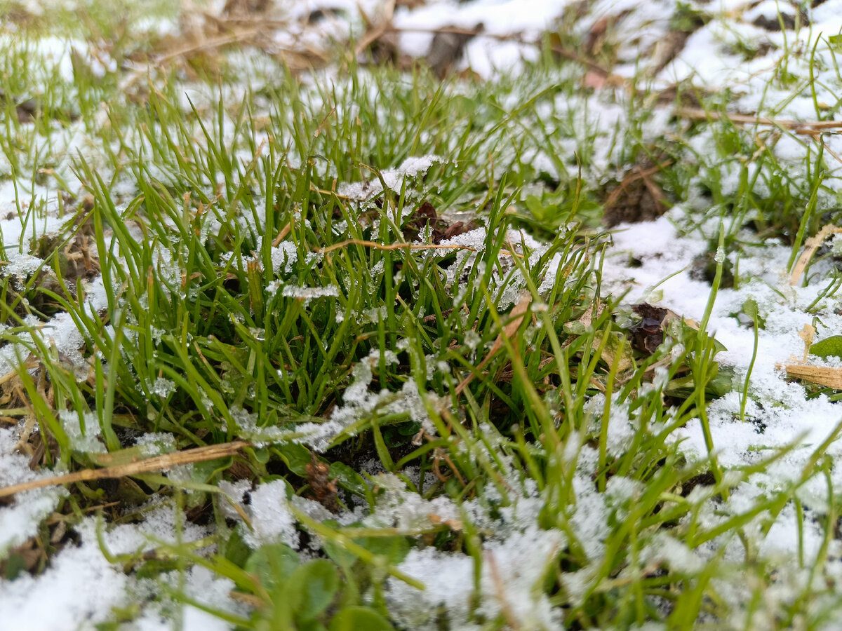 Красота весны в ноябре, остатки роскоши летней...Теперь уже морозец и конец прекрасной весенней осени! 