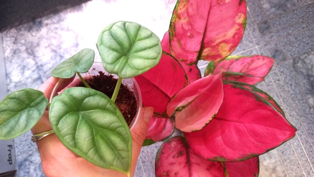 Эти две красотки появились у меня недавно, но я их уже очень люблю)