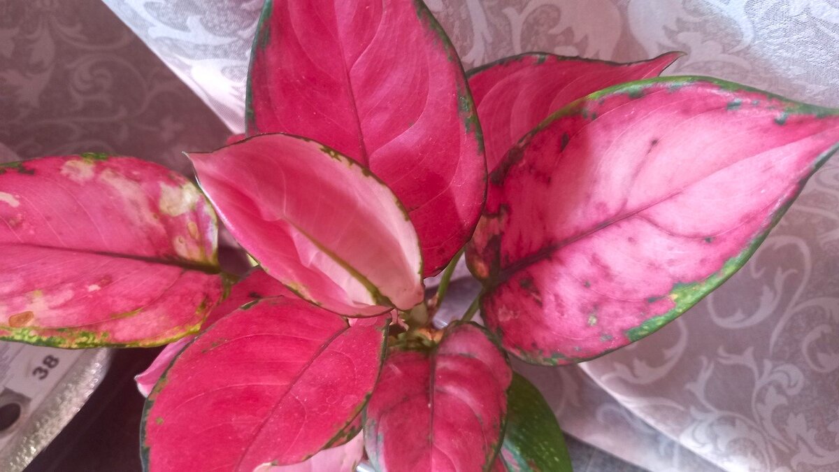 Аглаонема активно наращивает листья