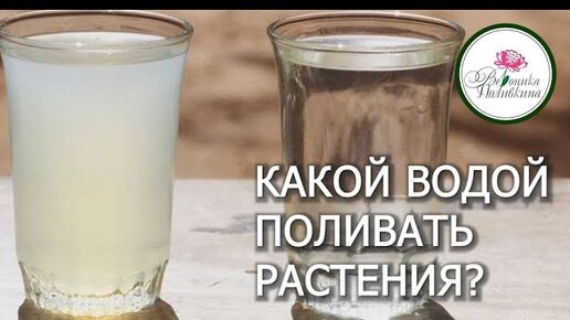 Какой водой поливать растения