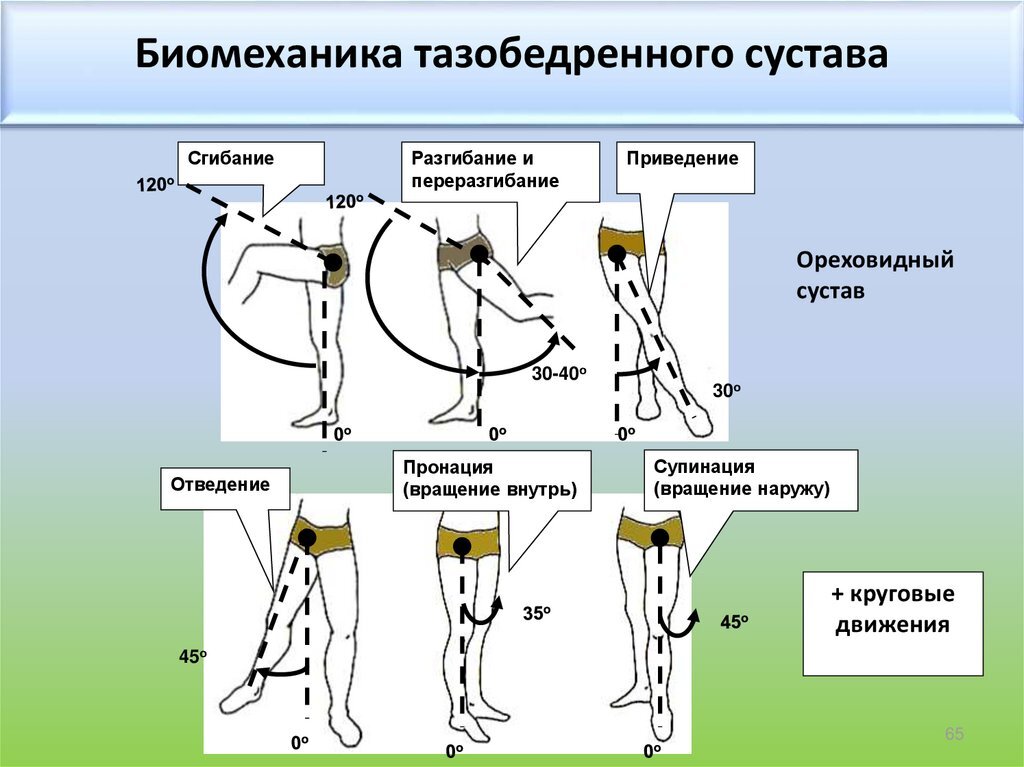 Схема движения суставов. Вредная поза для коленей. Шпагат вреден для суставов.