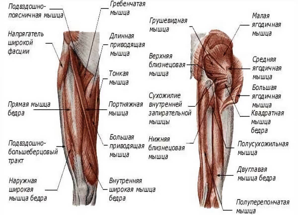 Мышцы сгибатели тазобедренного сустава