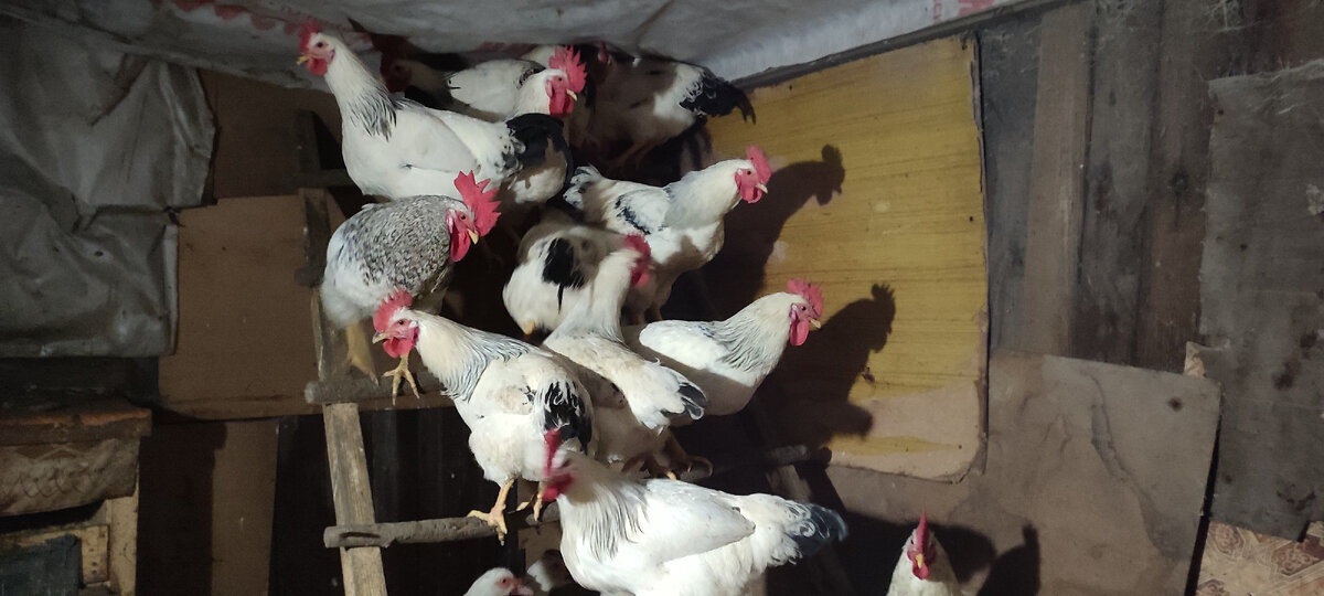 Это те петухи которые остались. Их я скорее всего уберу в следующие выходные. 