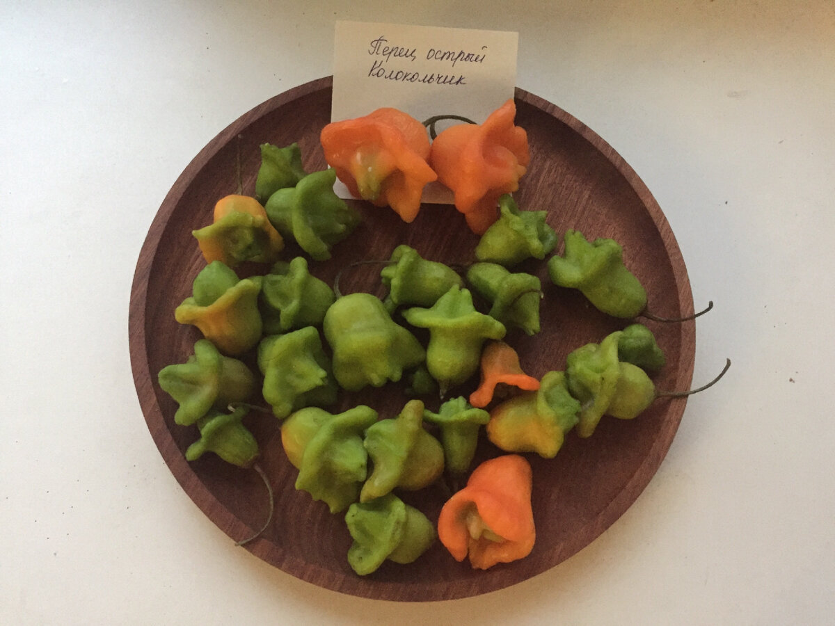 Острый перец Колокольчик