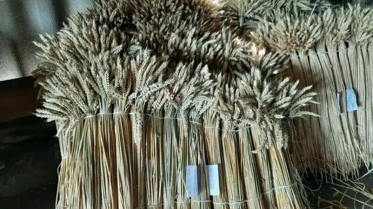 Фото:РоссельхозцентрФермеров возмутила инициатива НССиС об отмене фермерской поправки