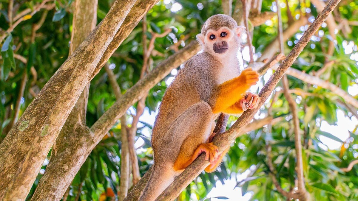 https://toursdominicana.ru/wp-content/uploads/2022/01/poseschenie-monkeyland-Obitateli-monkeyland.jpg