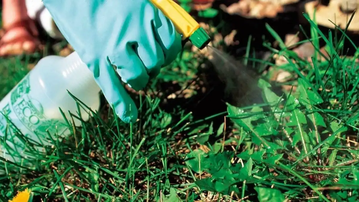 Убирание сорняков. Борьба с вредителями растений. Прополка травы. Использованные сорняк. Прополка огорода.