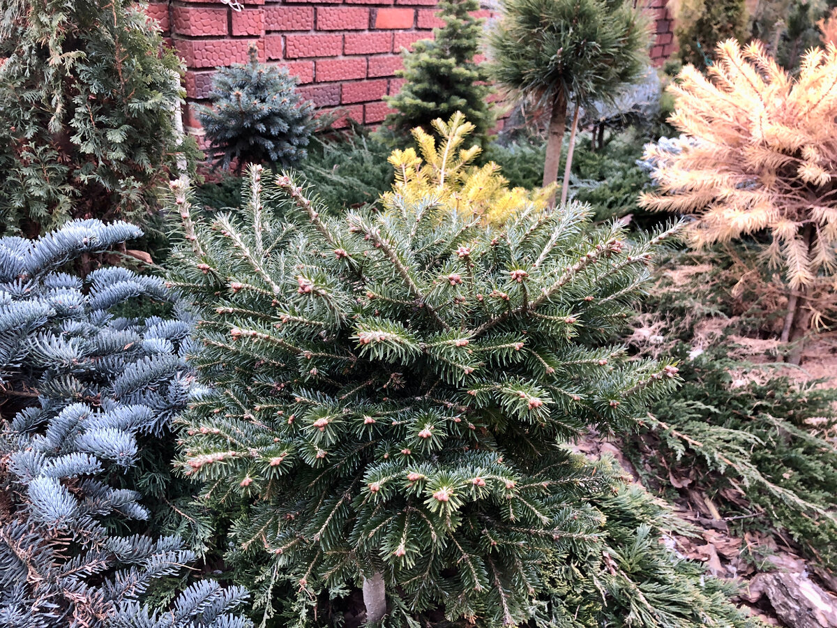 Пихта сибирская - это символ силы, стойкости и красоты сибирской природы. Ее присутствие в ландшафте придает ему особую гармонию и естественность.-2