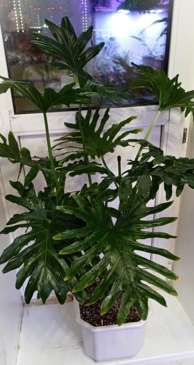 филодендрон Селло ( фото из личного архива)