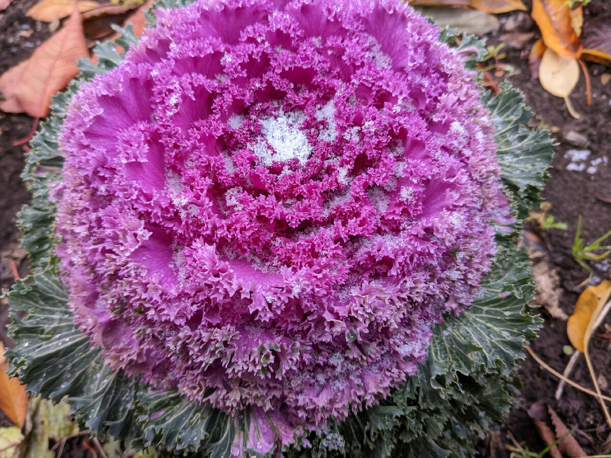 Декоративная капуста Нагойя F1 в начале ноября