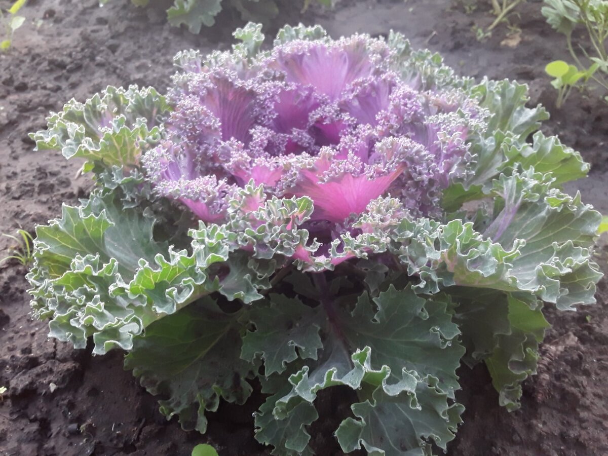 Начало июля