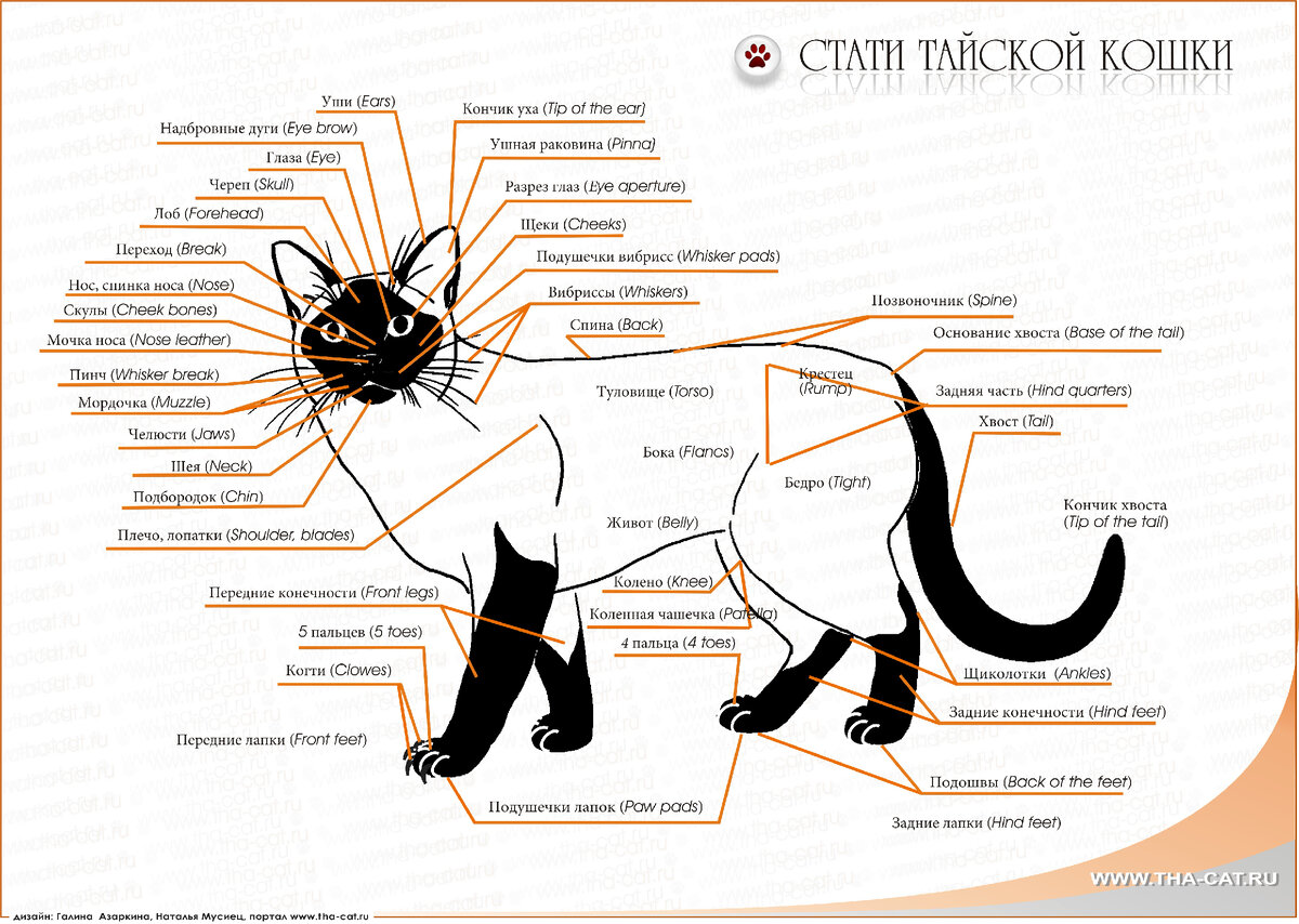 Тут можно посмотреть, как у кошки в фелинологии называются разные части тела