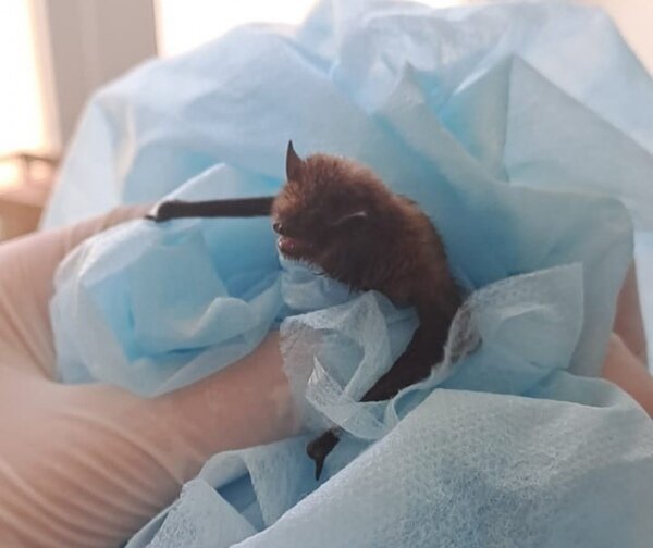    На прием к ветеринару попала летучая мышь, которая неудачно приземлилась на асфальт
