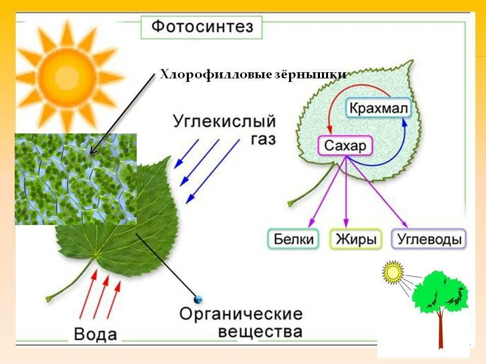 При фотосинтезе образуются ответ. Схема фотосинтеза у растений. Схема фотосинтеза происходит в. Бесхлорофилльный фотосинтез. Хлорофилл фотосинтез.
