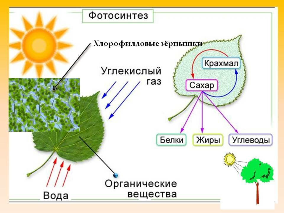 При фотосинтезе образуются ответ