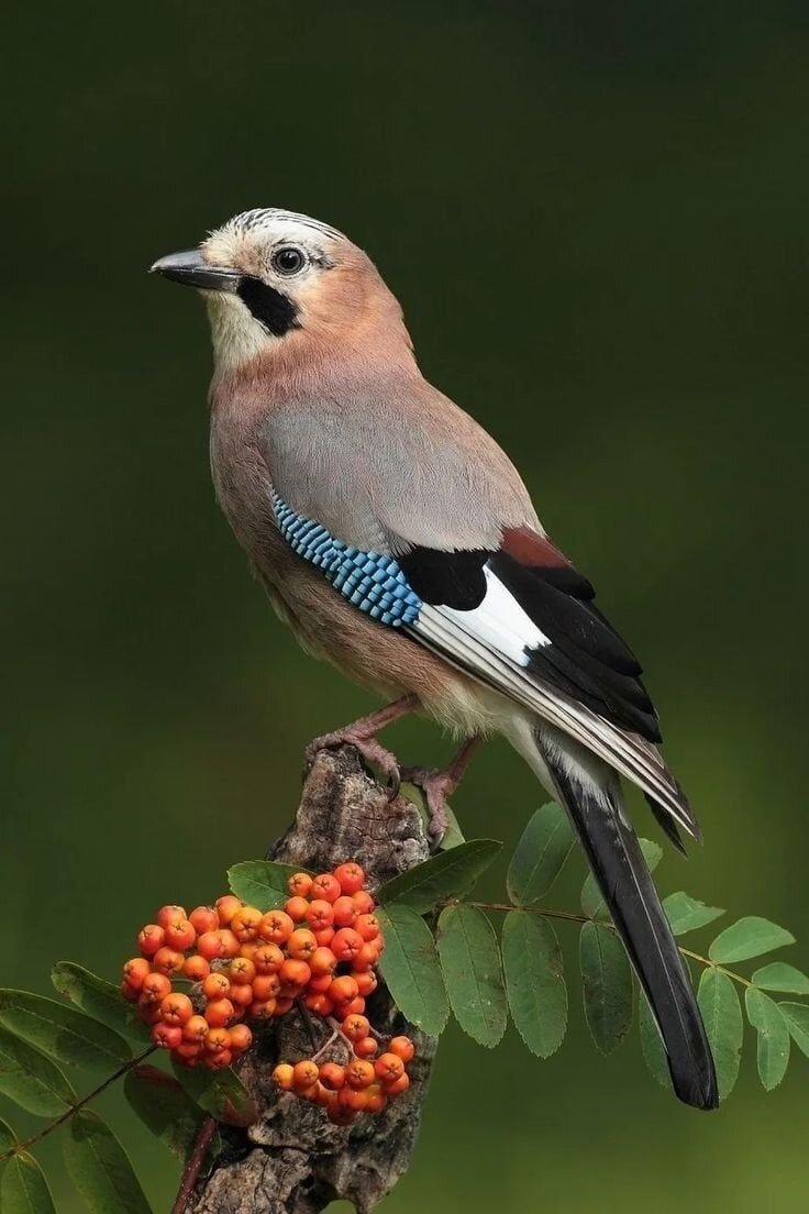 Сойка птица. Сойка пересмешница птица. Со́йка garrulus glandarius. Сойка обыкновенная.