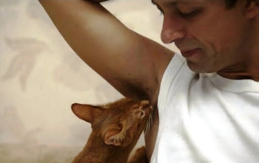 Кот и подмышка