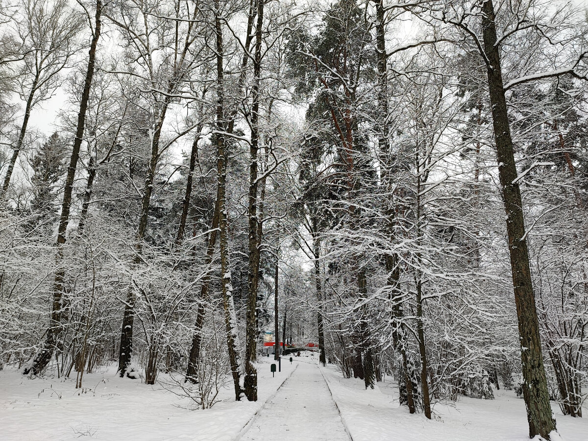 Зима в Старом парке. Обнинск. 