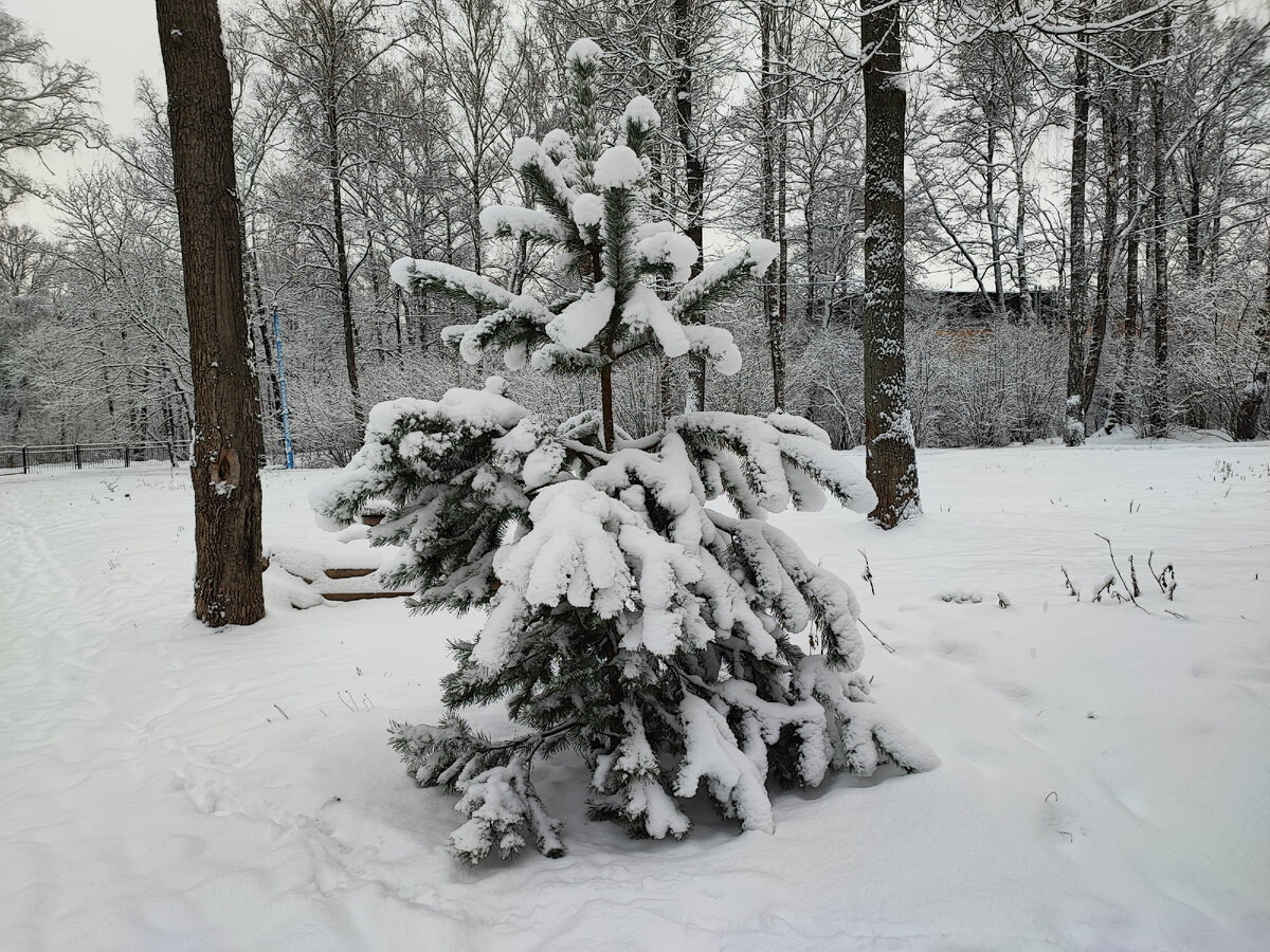 Зима в Старом парке. Обнинск