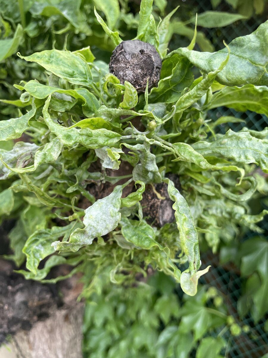 Вирус на листьях катальпы