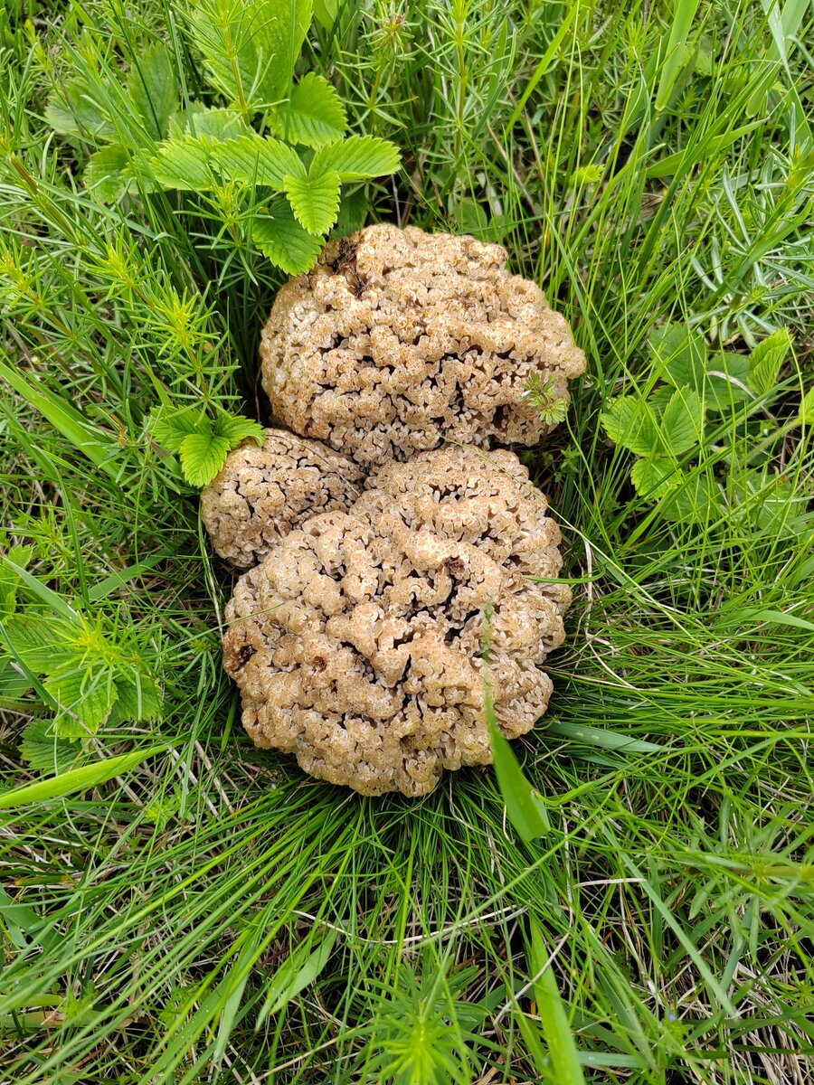 Серия фото Юлии Перовой из Воронежской области. В Воронежской КК степной сморчок отсутствует, так же как и в КК Рф, поэтому собирать его - можно.