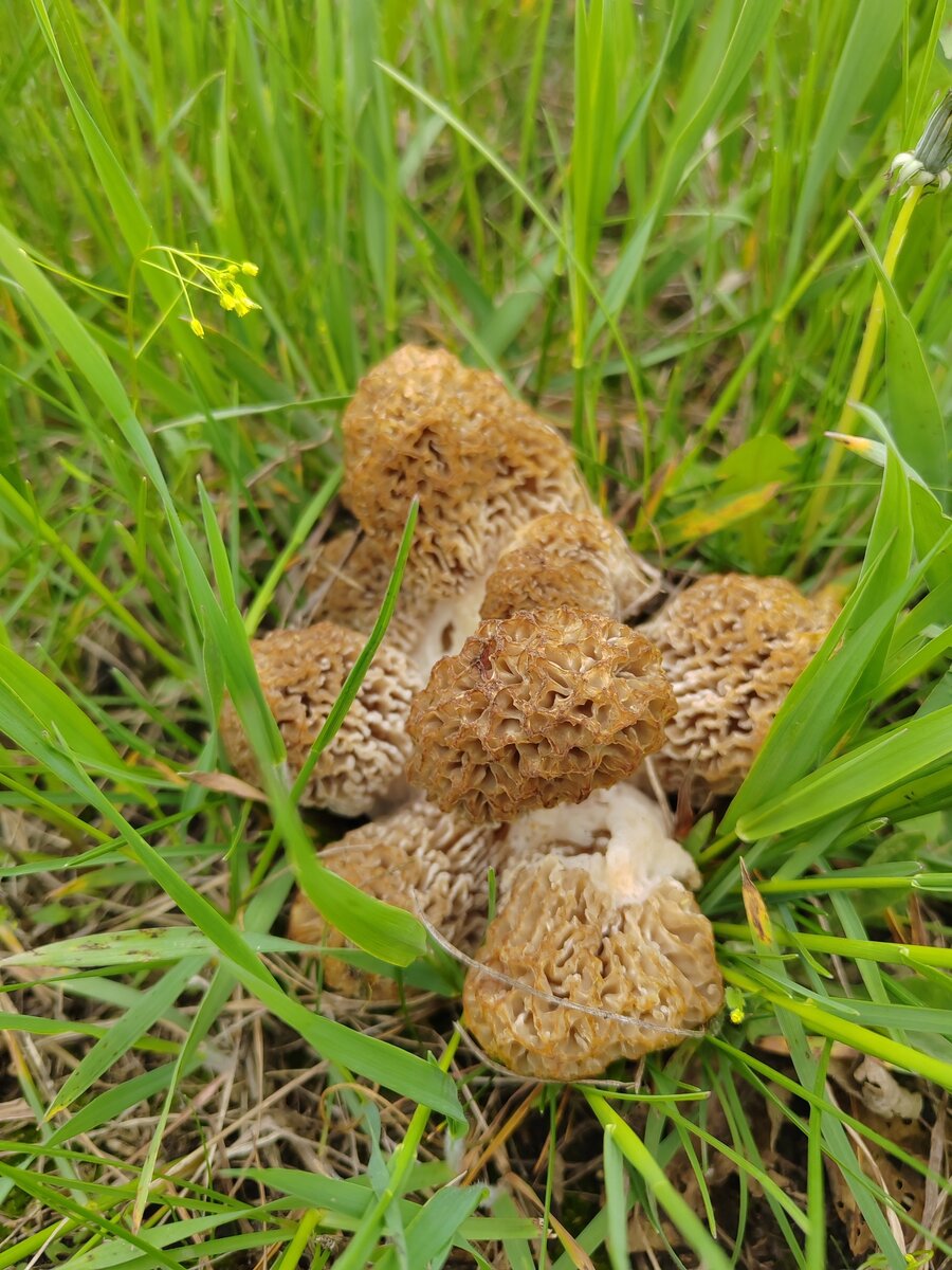 Характеристика грибов Волгоградской области