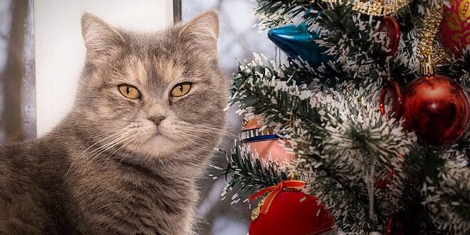 иллюстрация из открытых источников сети интернет