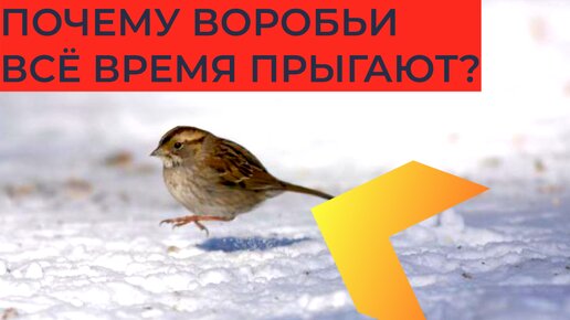 Download Video: Почему воробьи передвигаются прыжками? Неужели они не умеют ходить?