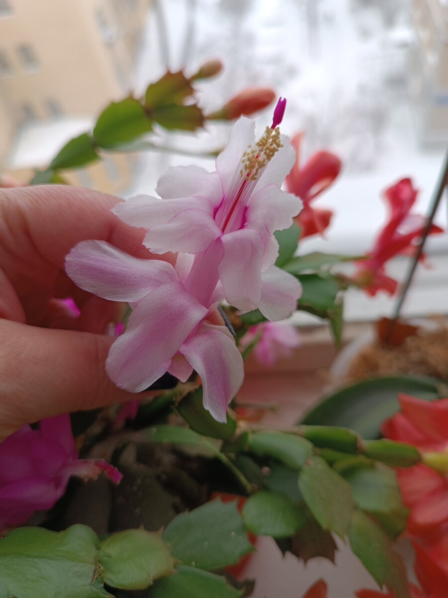 Бледно-розовый. 