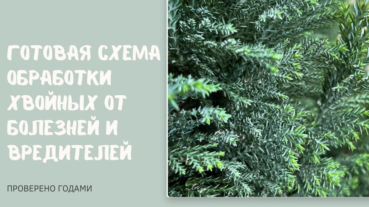 опробовано в питомниках хвойных растений Краснодарского края