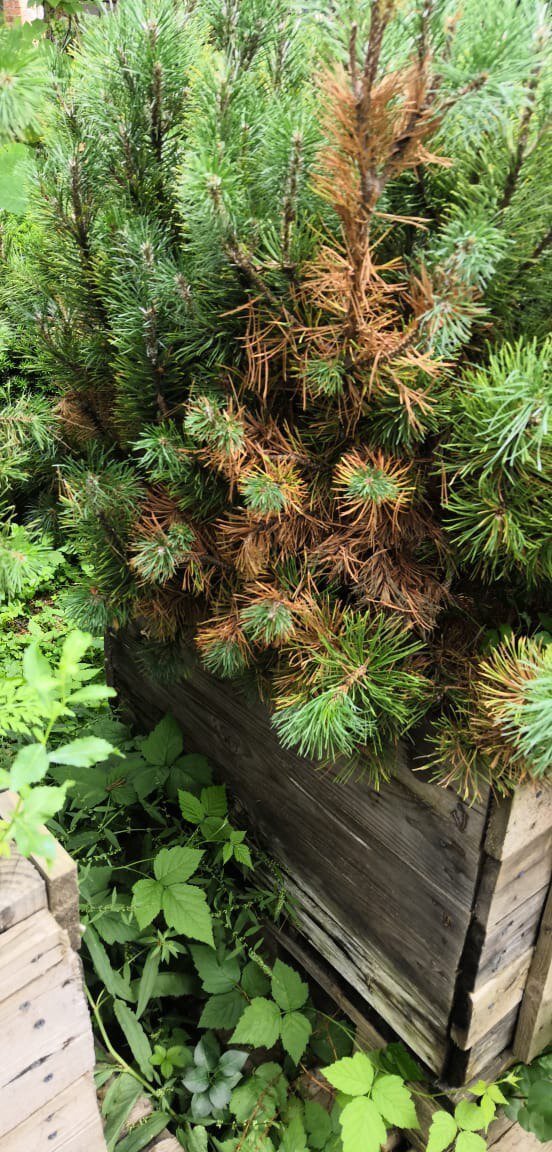 Болезнь поражает не все растение, а начинается с одной ветви