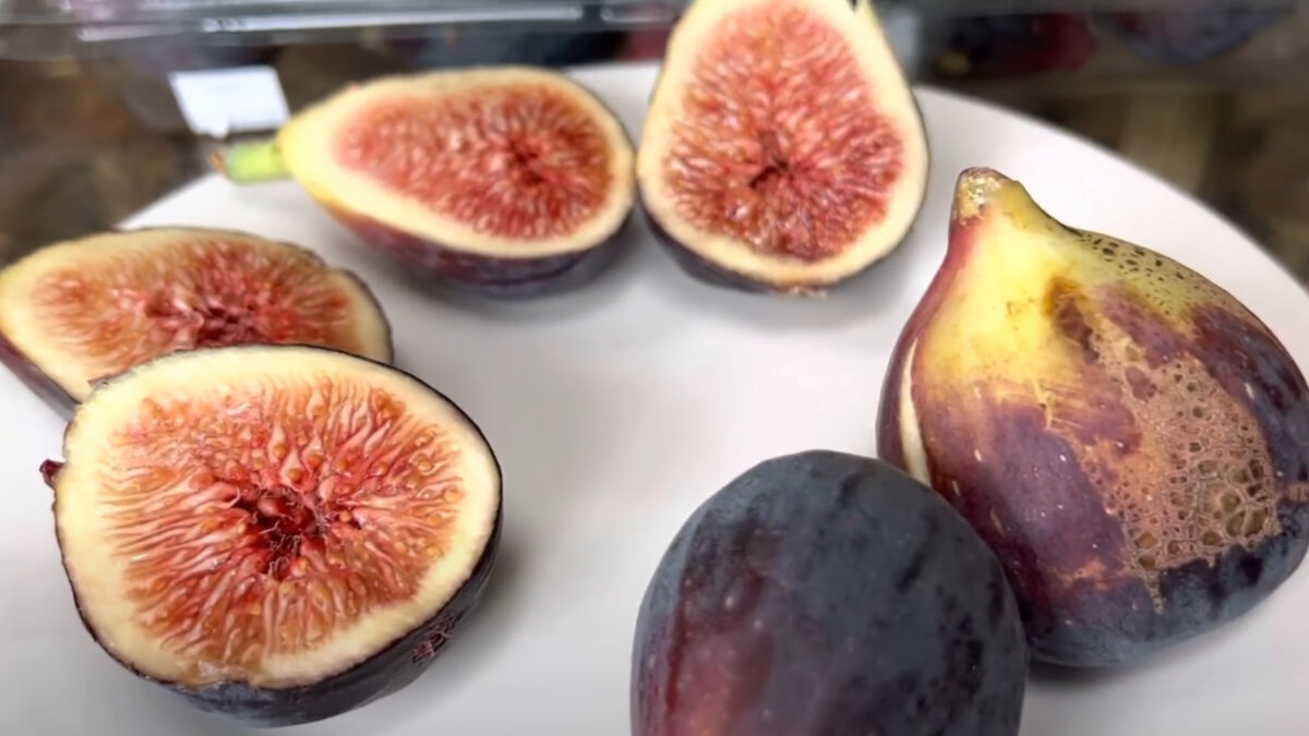 Инжир Харди Чикаго описание. Купить саженцы инжира Харди Чикаго в России. Figs Hortus Ede