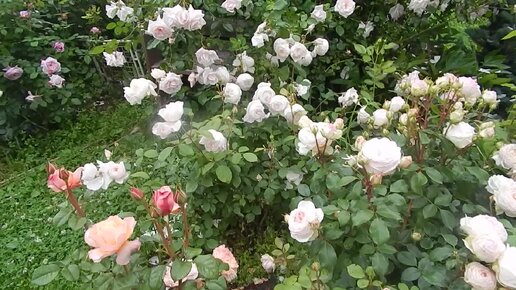 Розы Д.Остина.Красивое цветение 2023.