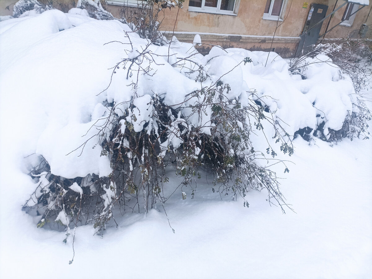 Кусты прогнулись под тяжестью снега, метёт