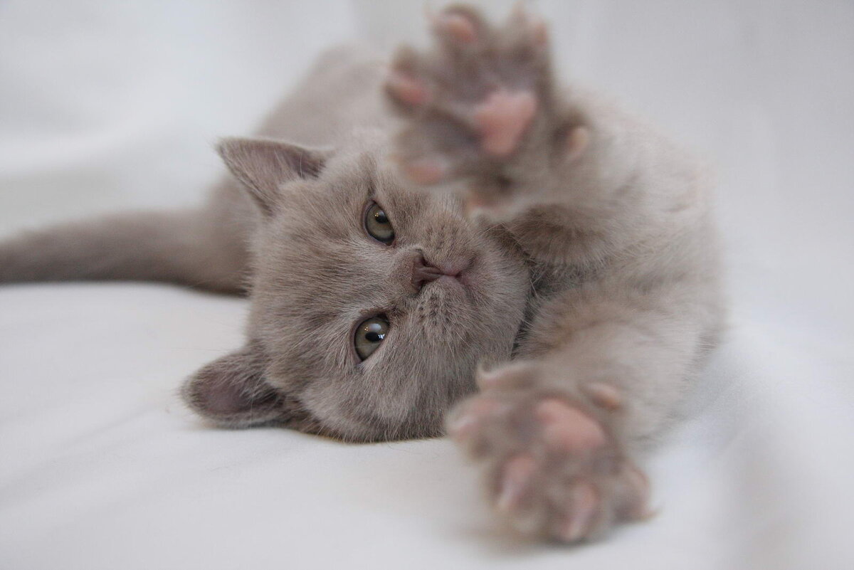 Ласковый кот