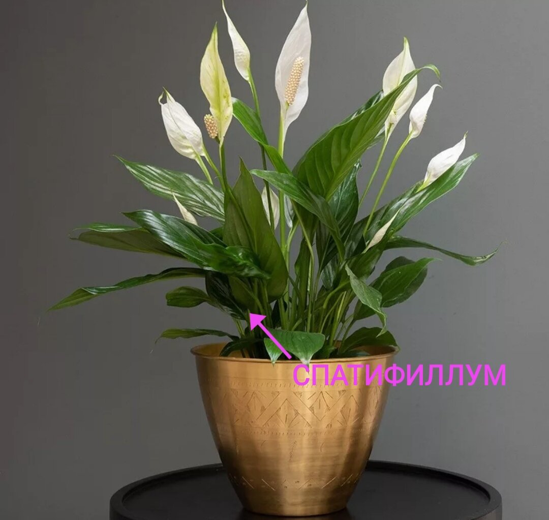 Фото из Яндекса 