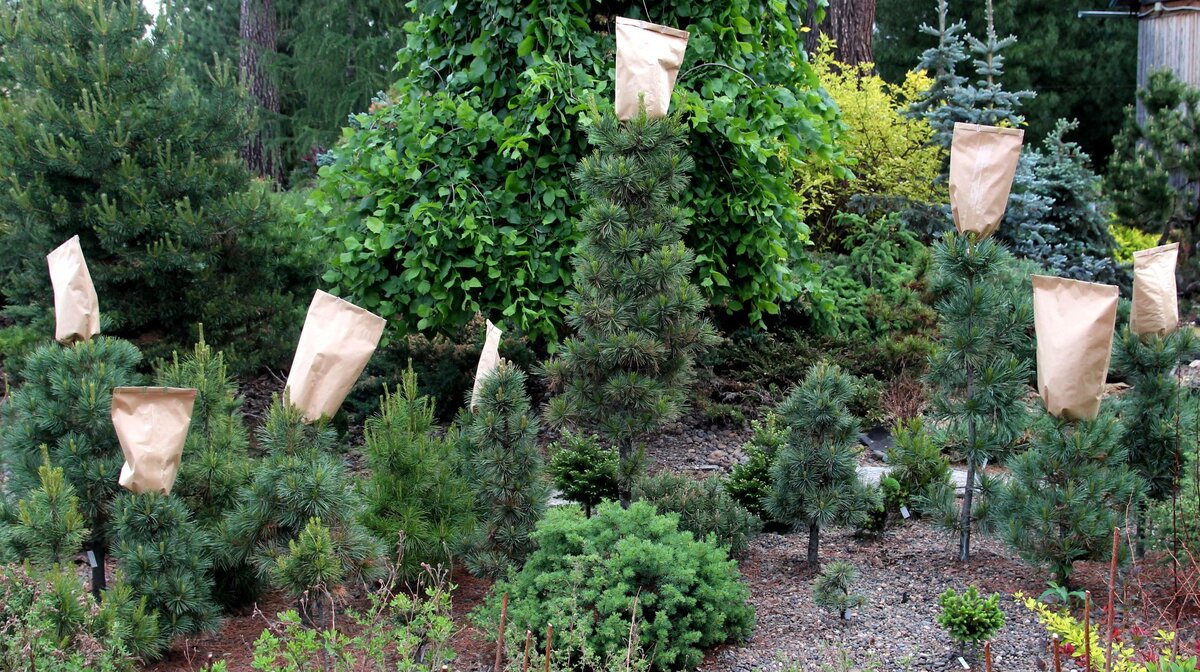 То же самое на карликовых клонах кедра европейского, Pinus cеmbra. Все они декоративны, устойчивы, отлично плодоносят в Сибири. Поэтому мы считаем перспективным их использование в селекционной работе